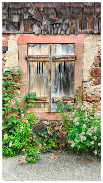 Ein mit zwei alten, verrotteten, Fensterläden aus Holz verschlossenes Fenster. Verrostete lange Metallscharniere an den Läden. Um das Fenster herum eine Einfassung aus breiten roten Sandsteinen. Oberhalb des Fensters ein ebenfalls verrottetes Holzschindeldach.  Viele Schindeln fehlen. Das Gemäuer um das Fenster herum besteht aus unregelmäßigen roten Sandsteinen. Teilweise ist das Gemäuer noch hell verputzt, zumeist schon abgebröckelt. Vor dem Fenster, besonders links und rechts, aber auch niedriger direkt unter dem Fenster, wachsen Ahorn und verschiedene Kräuter. Unten im Photo ein Stück einer geteerten Straße grau sichtbar.