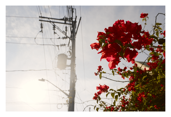 Vibrant red Bougainvillea flowers in sharp focus on the right, sharply contrasting with a blurred, sun-drenched utility pole and tangled power lines on the left, set against a pale, bright sky. - Google Gemini Latest