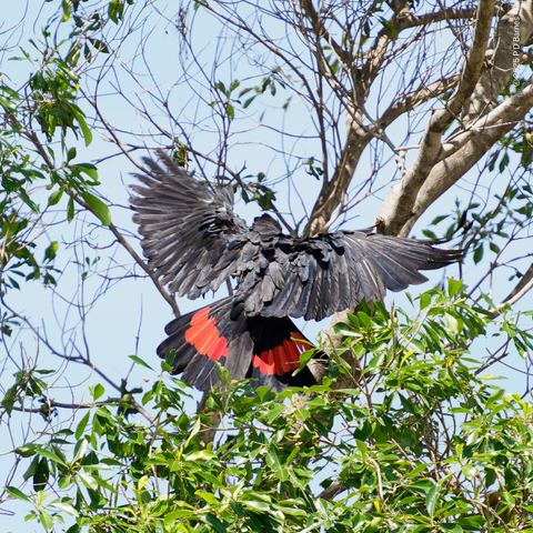 A red-tailed black cockatoo about to land in a tree, its tail flared and wings spread wide.