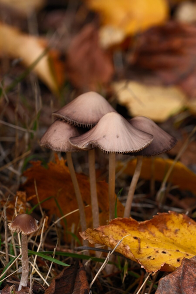A vertical photo of four light brown mushrooms with darkened edges growing together in a group from the forest floor. There is some sparse grass and several yellow and brown fallen leaves around them and in the background.