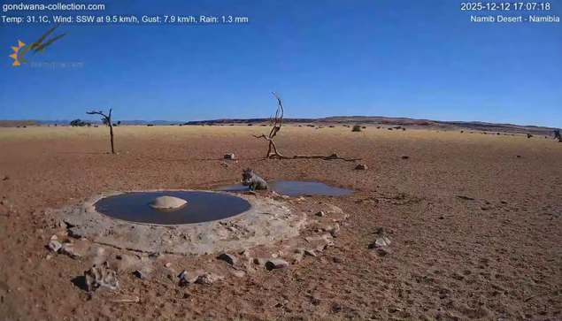 Uno gnu si lava in una pozza d’acqua nel deserto 