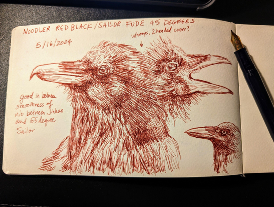 Sketchbook page with the text Noodler Red Black / Sailor Fude 45 degrees at the top. Below and to the left is the date 5/16/2024. There are three drawings of crow heads, with two taking up most of the page. The two main crow heads are looking to the left and the right, and seem to be connected. There is text and an arrow pointing to the heads, saying whoops, 2 headed crow? The crow on the right has its mouth open. There is one more smaller crow drawing on the bottom right. The left side has text saying, good in between smoothness of nib between Jinhao and 55 degree Sailor.