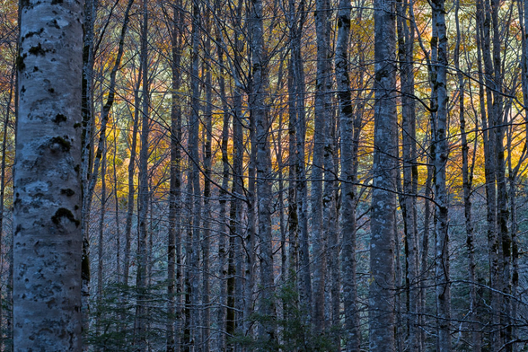 Fotografía de un bosque, hileras de troncos en vertical en la sombra con tonos frios, entre los troncos, la mitad superior del cuadro muestra una franja de la ladera de enfrente iluminada por el sol, en ronos calidos. La mitad inferior en tonos fríos a la sombra.