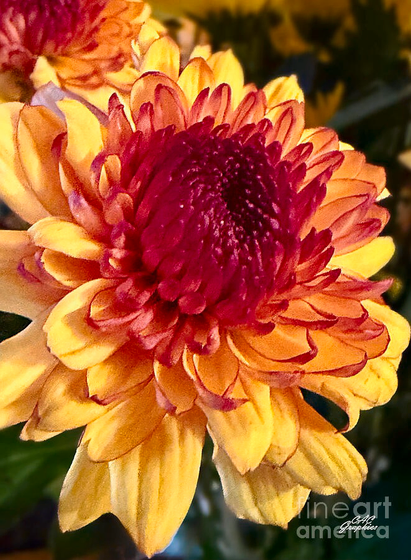 Vibrant Orange Yellow Chrysanthemum