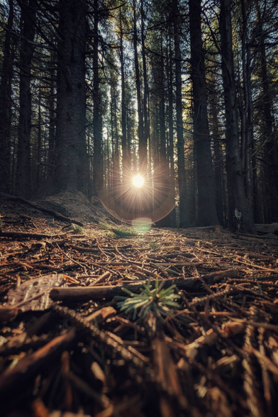 A low-angle, worm's-eye view photograph taken from the forest floor, highlighting the texture of brown pine needles, scattered twigs, and a small green spruce sapling in the foreground. In the background, tall, dark pine tree trunks rise vertically, creating a dense canopy. The sun bursts through the centre of the trees, creating a bright starburst effect and a warm, golden lens flare that illuminates the woodland scene.