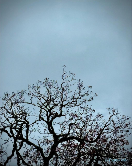 A tree against grey sky, branches making graceful shapes.