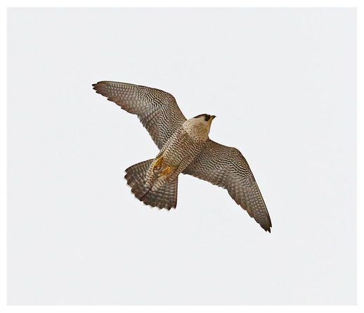 Peregrine falcon in flight against white sky