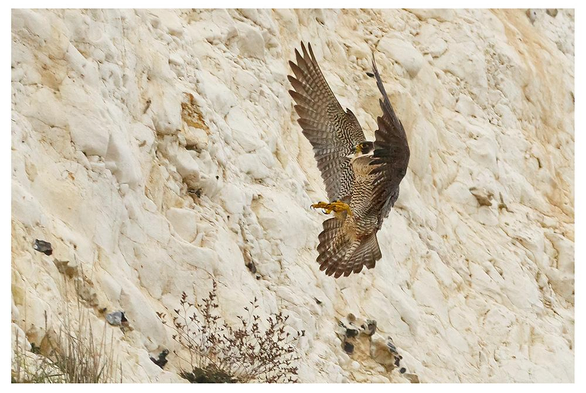 Peregrine falcon coming in to land on a cliff face