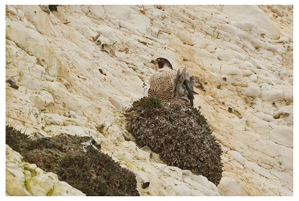 Peregrine falcon sitting on a mossy outcrop on a cliff face