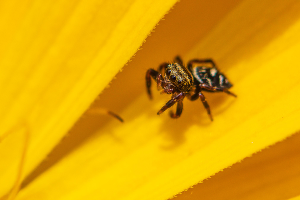 Extreme closeup photograph of a small jumping spider standing on a yellow zinnia petal next to the edge of a second petal that is raised up just above the spider. The spider is facing left and turned slightly more to the left in foreshortened profile leaving the spider's face visible. This species has eight brown and amber segmented legs, a dark body covered in fine white and straw-colored hairs, light and dark patterning, lines, and spots on its cephalothorax and abdomen, four dark front-facing eyes, four eyes on the top of the head, and two brown to amber pedipalps.