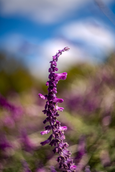 The image portrays a close-up view of a purple flower spike, likely lavender or similar, standing prominently against a softly focused background. The flower is vertical, consisting of small, densely packed blossoms with a fuzzy texture. The lighting accentuates the vivid purple hues of the petals. The background is a blend of green and purple hues, with a hint of a blue sky and blurred clouds.