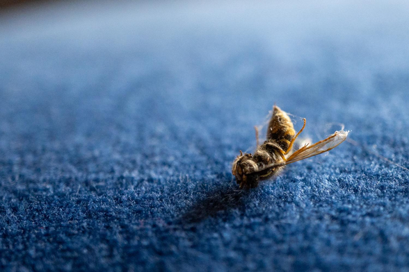 Eine tote Biene liegt auf einem blauen Stoff. Ihr Körper ist seitlich gekippt, die Flügel sind sichtbar ausgebreitet. Der Hintergrund ist weich unscharf und lenkt den Blick auf das Insekt im Vordergrund.