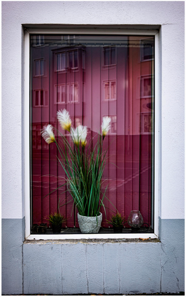 Schaufenster mit Blumen und violettem Vorhang im Hintergrund.
