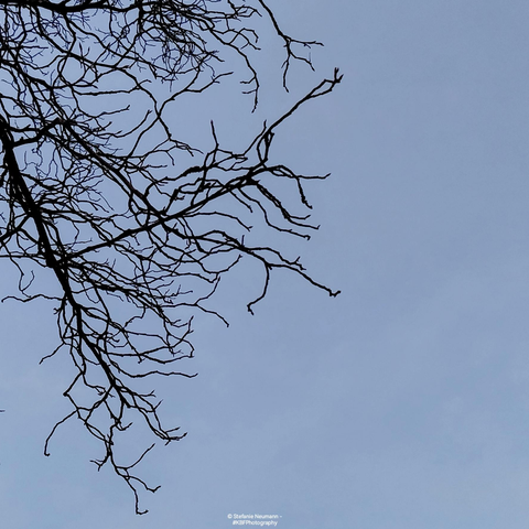 Bare tree branches drawing patterns against an evening sky.

© Stefanie Neumann - #KBFPhotography