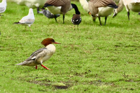 A female goosander walking down a grassy slope with one leg stoping forward in a strutting pose (goose stepping!?)
Some geese, swans, seagulls and a moorhen in the background