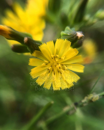 Digital macro photography of an oriental false hawksbeard flower. More flowers, some flower buds and green leaves can be seen in the background, out of focus.