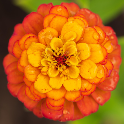 Square cropped photograph of an orange zinnia flower with green foliage in the background. The view is from above looking down on the top of the zinnia which takes up most of the frame. Zinnias have large blooms that top long, stiff stems with large leaves. The flower opens from the outside and is made up of overlapping layers of petals that radiate from a center filled with florets. This variety of zinnia has orange petals and red and orange-yellow florets. This is an older zinnia flower, so the petals show weathering spots here and there. The older lower outer petals are a deep, almost burnt, orange that transitions to a brighter yellow-orange for the newer petals at the flower's center.