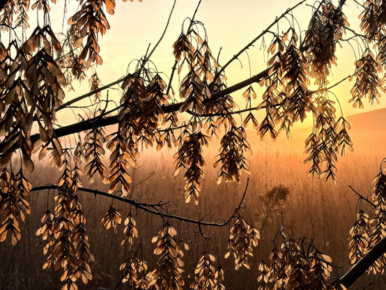 A close-up of dried plant leaves hanging from a branch, illuminated by a warm sunrise. The background features a hazy, golden landscape filled with tall grasses.