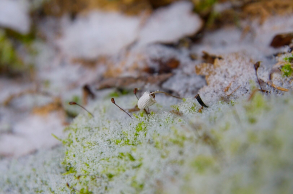 A frosty mushroom and some moss