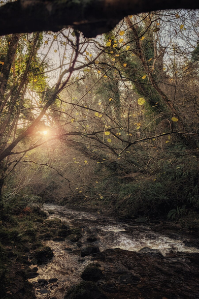 A vertical photograph of a rushing stream winding through a dense woodland. Sunlight bursts through the bare branches in the upper left, casting a warm, golden glow across the water and surrounding trees. Dark, mossy rocks line the riverbed in the foreground, while a silhouette of a large branch frames the top of the image.