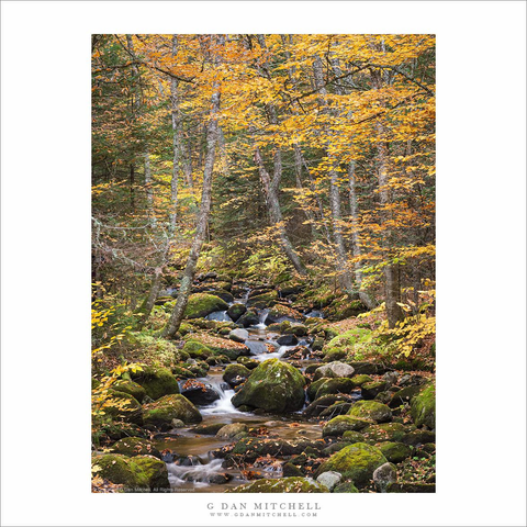 A New England autumn creek