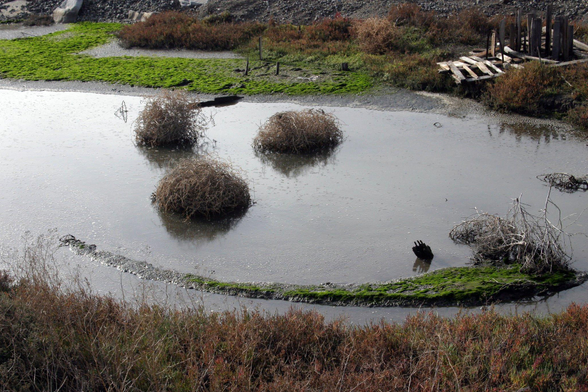 A small inlet of water on the bayfront contains three tumbleweed-looking things and a long strip of curving grass, giving it the appearance of a smiley face. :)