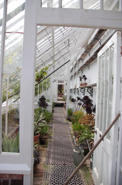 photograph shows view down a very long old fashioned lean-to greenhouse. The left hand wall is glass, on the right hand side there's a whitewashed wall with shelves for pots. There's a path made of drainage bricks down the greenhouse and potted plants left and right of the path.