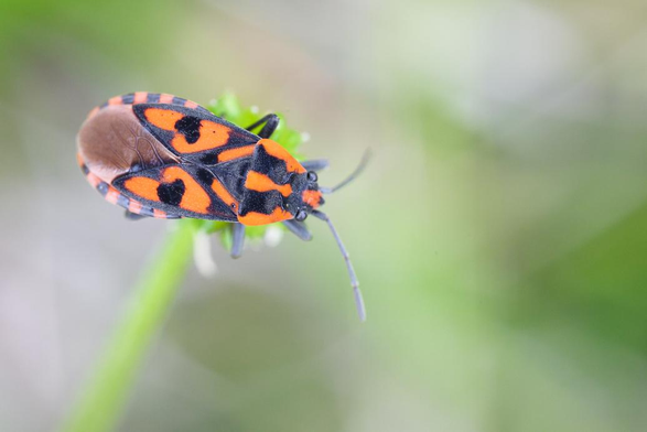 Punaise noire et rouge vue du dessus. Ses motifs lui donnent son nom vernaculaire, la punaise à damier.