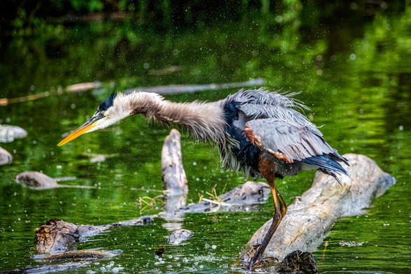 Shake it off! This Great Blue Heron had water drops flying everywhere. 