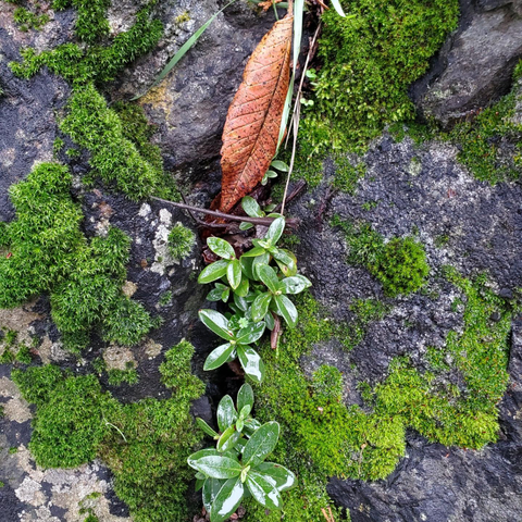 Close-up of a dark, textured rock surface with bright green moss and small green plants growing in the crevices, with a brown leaf and small greenery on top.