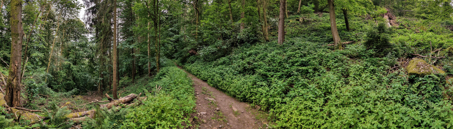 A wide panorama photography of a pathway through a forest In the summer. Everything is green and full of leaves.  