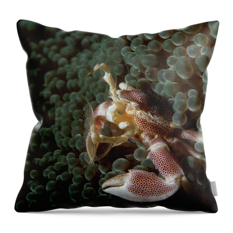 A throw pillow featuring a porcelain crab waving it's legs with sticky fingers on it to catch food from the water column