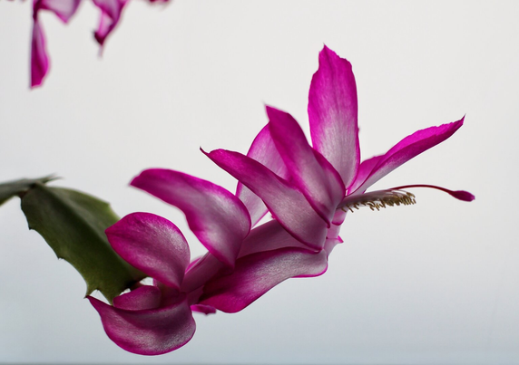 A close-up of a vibrant, blooming Christmas cactus (Schlumbergera) flower. The flower features striking, elongated petals in shades of bright magenta and soft pink, with a delicate, slightly curved shape. The petals are slightly translucent, allowing light to pass through their edges. The flower is attached to a green stem, and other flowers are visible in the background, softly blurred.