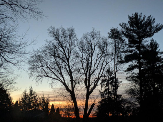 Photo of the dark silhouettes of trees with streaks of orange, purple and pink in the background, near the horizon.