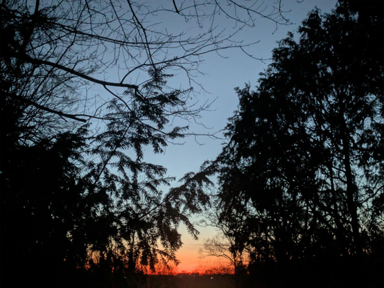 Photo of the brightening horizon as seen framed by the dark silhouettes of trees at a clearing in the woods. The horizon is beginning to glow red and orange.