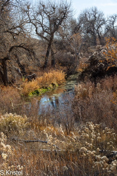 Late Fall scene of a small creek bordered by tall bare cottonwood trees and shrubs and dried grasses