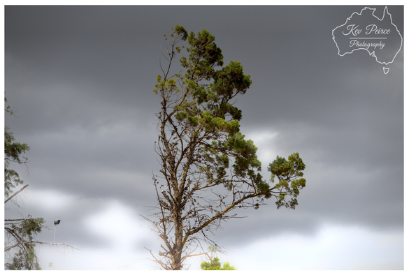 A tall, weathered pine tree with green foliage stands against a dramatic, overcast sky dominated by heavy grey clouds.   The base of the sky fades to a lighter white/grey just above the horizon. The top branches of the tree are somewhat sparse, but the lower branches retain significant clusters of green needles.