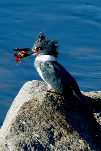 a handsome bird with a high crest holds a red crustacean in its beak.