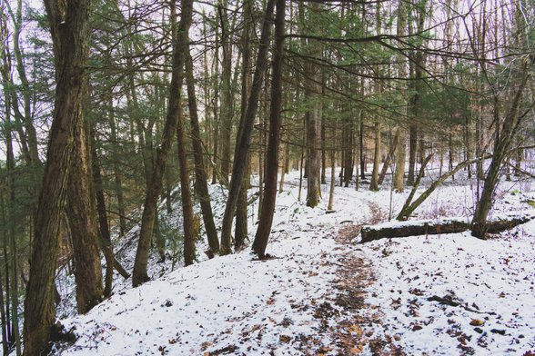 Snow scene in a mostly evergreen forest by the side of a gorge with a worn path through the center