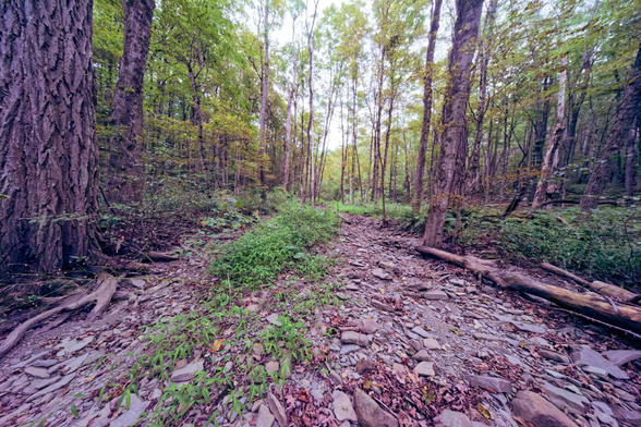 A dried-out creek with bare rocks surrounded by ferns and leafed-out trees