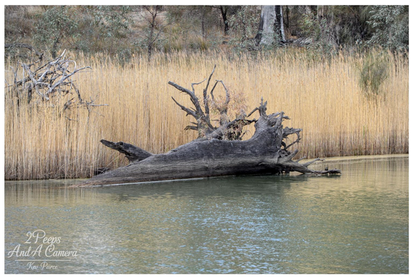 Landscape photograph featuring a large, vertically oriented piece of pale, gnarled driftwood ("snag") partially submerged in the green water of the Murray River.

The snag is positioned directly against a dense wall of tall, golden brown reeds, with darker trees and foliage visible in the background above the reeds.