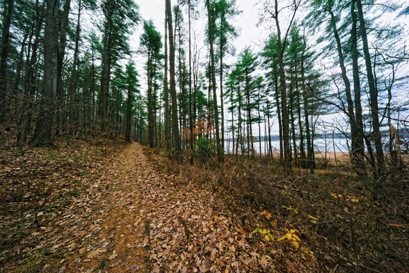 A path centered about 1/3 of the way from the left heads straight out into the distance is surrounded by trees and you can see a lake through them to the right.