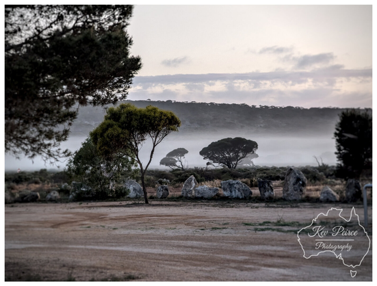 A landscape photo captured at Mundrabilla, Western Australia, showing a misty morning at the edge of the Nullarbor Plain.  In the foreground, a dusty, red brown dirt patch leads back to several scattered, pale grey limestone rocks and a few isolated, dark leaved gum trees.  A thick band of ground fog or mist partially obscures the middle distance, with the silhouettes of dark trees emerging from it.