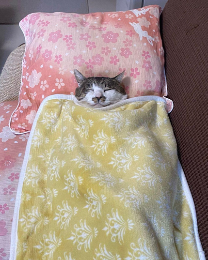 A cat is comfortably sleeping on its back under a patterned yellow blanket. Its head is resting on a pink pillow with floral designs. The cat looks cozy and relaxed on a couch.