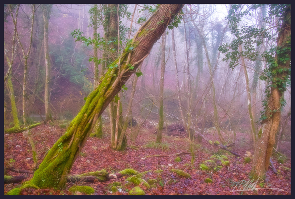 A misty woodland scene. A tree leaning trunk runs diagonally across the image from the lower left corner. It is covered in twisted ivy and green moss. A row of moss covered stones run across the leaf covered woodland floor.