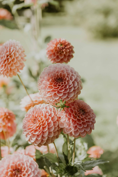Pompon dahlias. Once grown for food, people eventually noticed that dahlias were quite pretty, and came to prize them for their blooms.
Photograph by Anita Austvika