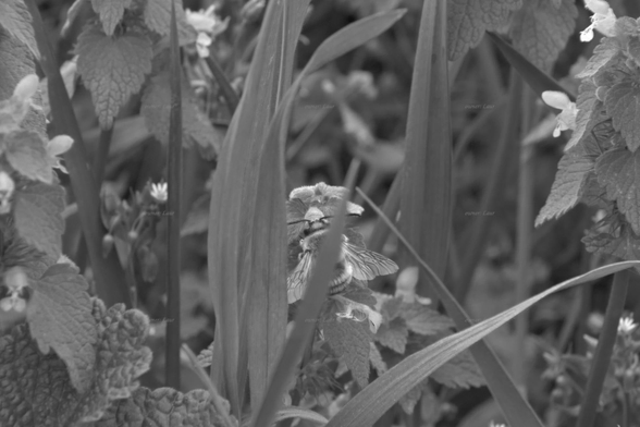 Nature, grass, flowers, bee, black and white, photo