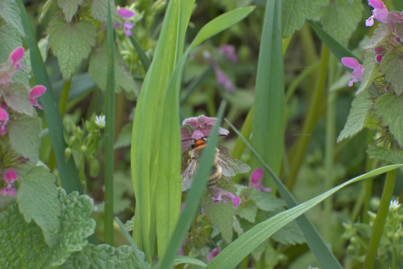 Nature, grass, flowers, bee, color, photo