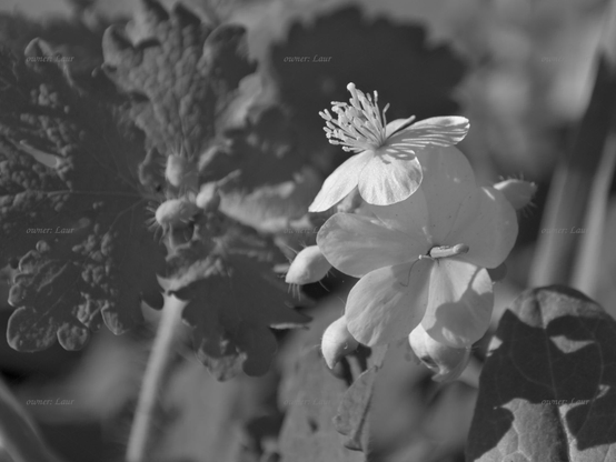 Flowers, closeup, black and white, photo