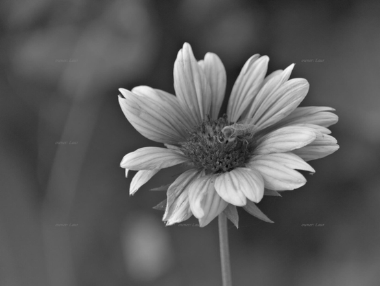 Flower, bee, closeup, black and white, photo